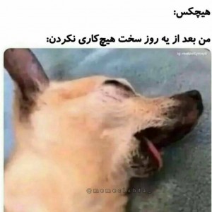 عکس خنده دار شیر تو دماغی۱۰😂🌝