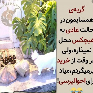 عکس گربه هارو پیش پیش میکنن🗿🦦