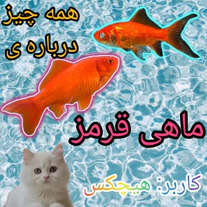عکس همه چیز درباره ی ماهی قرمز