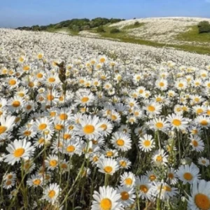عکس بیوگرافی