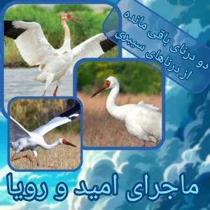 عکس ماجرای «امید» درنای سیبری