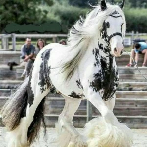 عکس تاریخچه هنر سوارکاری