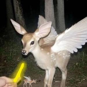 عکس فکت از اهو 🦌