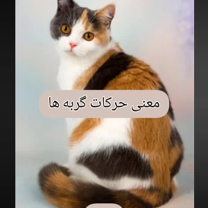 عکس معنی حرکات گربه ها!
