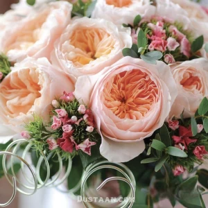 عکس رز ژولیت ؟؟؟؟