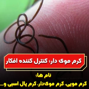 عکس کرم های موی دار؛ کنترل کنندگان افکار