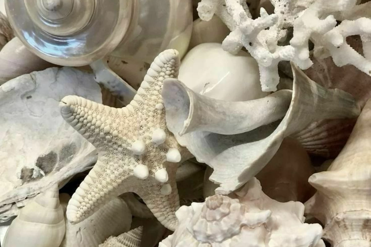 فکت از ممبرای الدی پروجکت؟