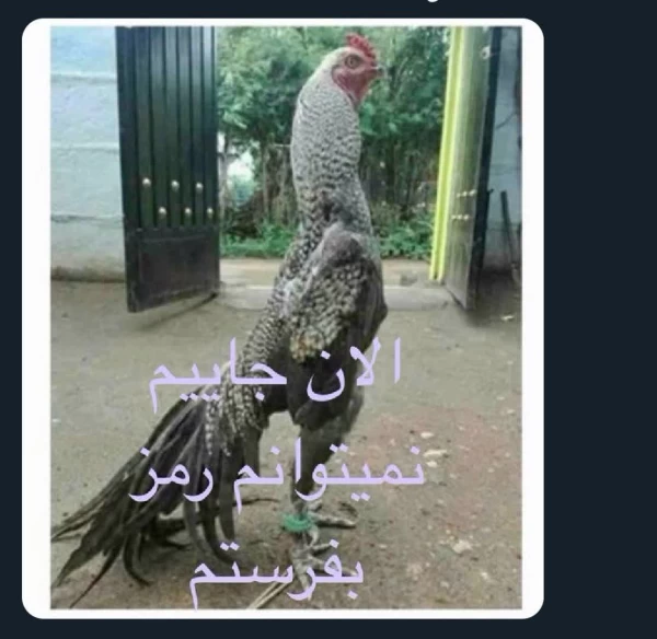 عکس