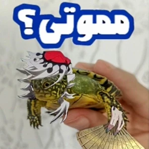 عکس اعترافات یک لاکپشت؛ حیوان خانگی من!