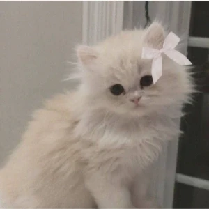 عکس ? Who am i